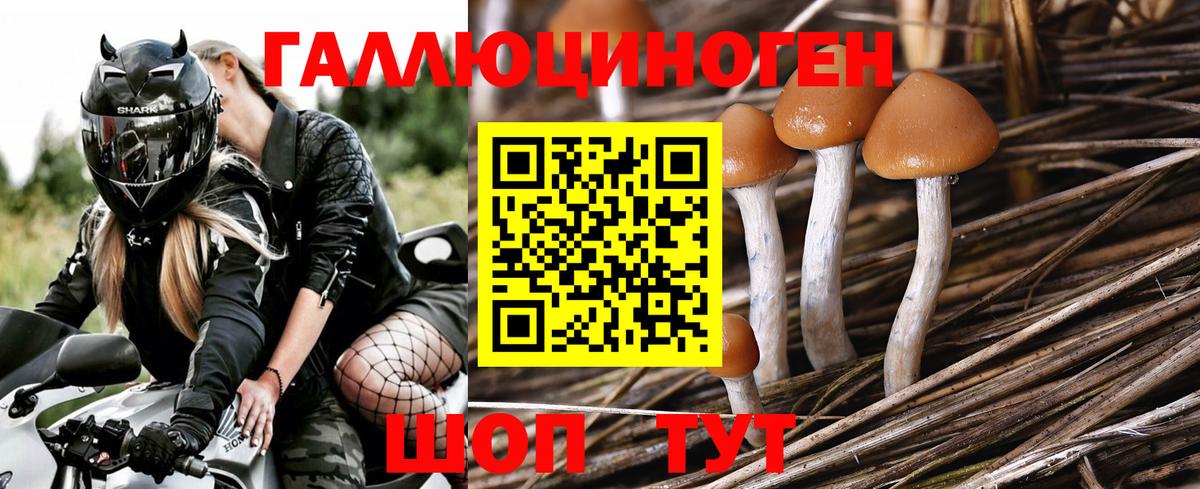 Галлюциногенные грибы Psilocybe  Псилоцибиновые грибы GOLDEN TEACHER  Сочи  Вход с VPN 
